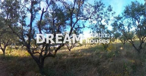 Description En vente Terrain, Agios Dimitrios, 2.600 m2, Dans lot/avec jardin 2600 m2, Caractéristiques: Constructible, Prix: 70.000€ Description detaillée Oliveraie d'une superficie totale de 2 600 m² à Agios Dimitrios de Zante, sur la route princip...