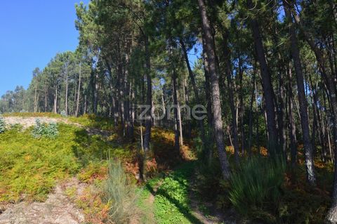 Property ID: ZMPT547949 Excellent investment Pinhal with 32.500m2 with four excellent items for Agricultural project! Inserted in a rural area, of surprising beauty and absolute tranquility, this Pine Forest has 32,500m2 distributed by four rustic ar...