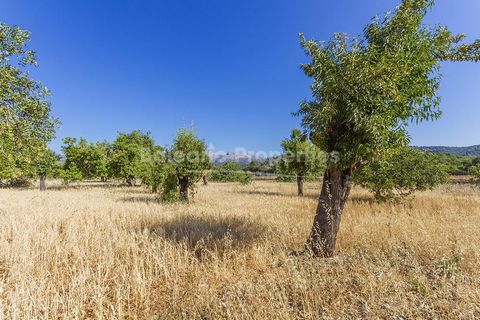Plot of nearly 30,000 m2 with almond trees in the countryside near Campanet Just a few minutes outside the hamlet of Ullaro lies this pristine slice of Mallorcan countryside. Coming in at almost 30,000 m2, this plot of country land is perfect for con...