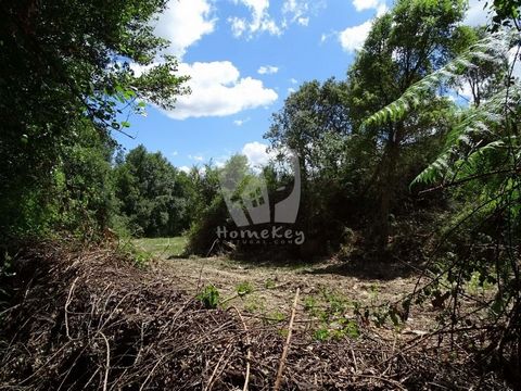 Rustikales Anwesen, netzunabhängig, mit insgesamt 18.520 m2 (1,85 Hektar) hauptsächlich Kiefern und einigen Eukalyptusbäumen. Ein saisonaler Wasserlauf fließt durch das Land, das in diesem Moment die einzige Wasserquelle ist. Das bedeutet, dass Sie d...