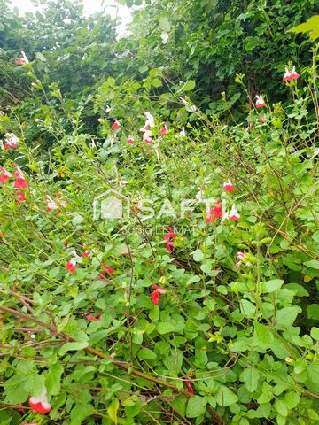 photo no. 12