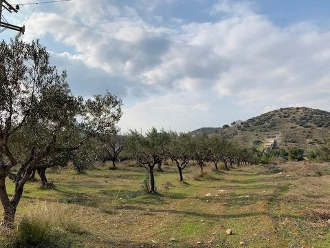 For sale a plot of land 7535 sq.m or 1,862 acre BIO OLIVE trees mediterranean field  in Lagonisi area , Athens , Greece . In the south suburbs, where the sun shines 365 days a year … 34 km from Athens downtown and 30 mins from the historical SOUNIO, ...