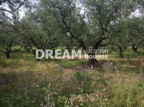 Description En vente Terrain, Galaro, 3.660 m2, Dans lot/avec jardin 3660 m2, Prix: 130.000€ Description detaillée Belle parcelle de terrain de 3600 m², à Galaro, Zakynthos. on y construit jusqu'à 400 m², comporte un accès facile et se situe dans un ...