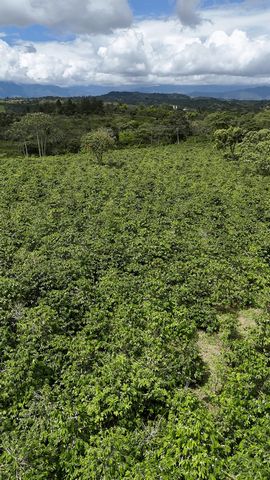 Welkom bij Hacienda SantaLucia! Deze prachtige boerderij van 17,5 hectare in het dorp El Danubio, op slechts 10 minuten van Morales, biedt een mix van natuurlijke schoonheid en landbouwproductiviteit. Met meer dan 40.000 koffiebomen in volle producti...