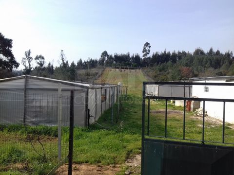 Dos tierras agrícolas, con 9800m2 (3200m2+6400m2), ideales para la agricultura ecológica. La tierra tiene: una casa de apoyo agrícola, tres invernaderos, dos pozos de agua (con capacidad para 12000l), olivos y también nuevos viñedos. Los jardines est...