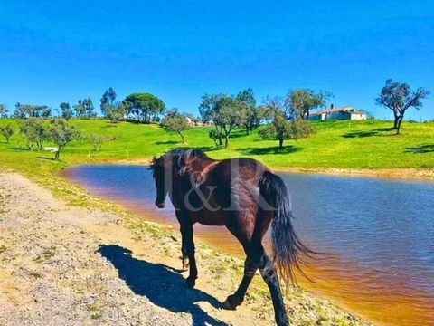 Equestrian farm with 8-bedroom villa for sale in Santiago do Cacém, with a total area of 12.5 hectares, including housing, equestrian facilities, and rural areas, a true retreat located on the Alentejo coast, 150 km from Lisbon. With total privacy an...