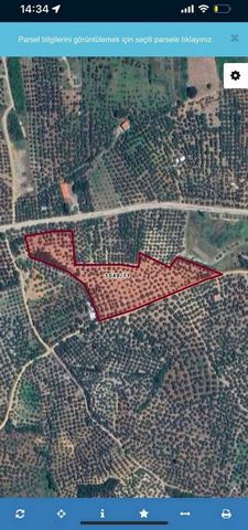 Our olive grove in Umurbey is 700 meters away from the construction and is in a 1/5000 master plan. It has a road frontage of 190 meters. There are 450 well-kept olive trees inside. There is no electricity - water problem. You can contact us for deta...