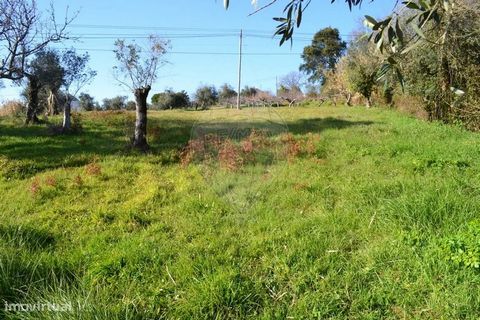 Terrain rustique d’une superficie de 7 220,00m2, avec faisabilité de construction selon le PDM en vigueur, ce terrain est inséré dans une zone d’habitat dispersé et se compose de 3 parcelles : La première avec accès direct à la Rua Maximino Pinheiro ...