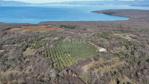 Location: Primorsko-goranska županija, Krk, Milohnići. INSEL KRK, ŠOTOVENTO – Ein wunderschöner Olivenhain mit über 500 Bäumen Auf der Insel Krk, in der Nähe des Dorfes Milohnić, gibt es diesen wunderschönen Olivenhain auf einer Fläche von 24.400 m2 ...