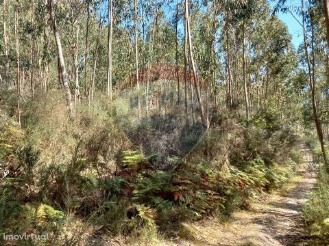 Land with 1100m2 - It is situated in Boelhe in the sharing with Rio de Moinhos. - Land full of eucalyptus trees. - Ideal for investment - Self-sustaining, since every 4 years you can make money from the sale of wood.