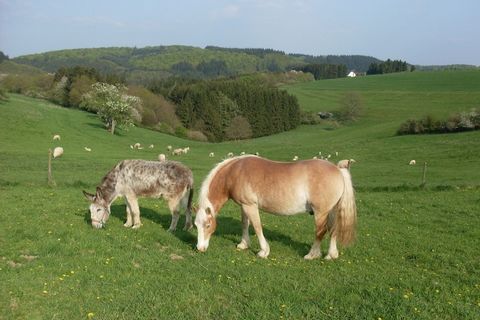 This stylish 3-bedroom holiday home in Manderscheid is a scenic retreat for up to 7 guests, nestled in the heart of the Eifel Volcano region. Ideal for families or small groups, it features a furnished garden, terrace, and optional sauna for added re...