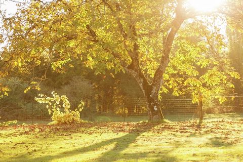 This charming 3-bedroom holiday home in Cazals offers a peaceful retreat for families or small groups. With a fenced garden and a sunny terrace, it’s perfect for enjoying scenic views and outdoor meals. The home is thoughtfully furnished with modern ...