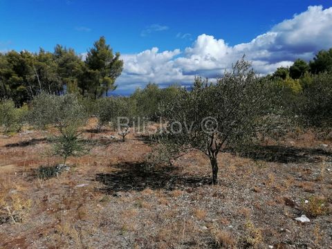 Brac, Supetar, Mirca, agricultural land of 2694 m2. This agricultural plot is located in a small village on the north side of the island of Brac, 3 km away from Supetar. Dimensions: approx. 69 m (length) x 70 m (width). The plot is maintained, olive ...