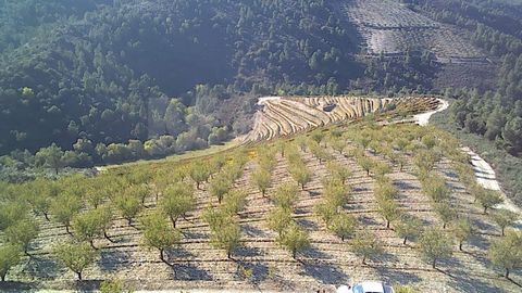 Quinta na belíssima região do Douro, com as seguintes características: Possibilidade de Construção de uma área útil de 350 m2 e bruta de 800 m2 6 hectares de vinha, com 6000 litros de beneficio e em media 25000 litros de vinho consumo doc 5 hectares ...