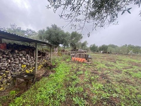Se procura um investimento agrícola ou uma propriedade com potencial turístico, este terreno rústico de 14.000m² em Barros Velhos, próximo à Aldeia do Torrão, é uma excelente oportunidade! Características do Terreno: Localização: Torrão, Concelho de ...