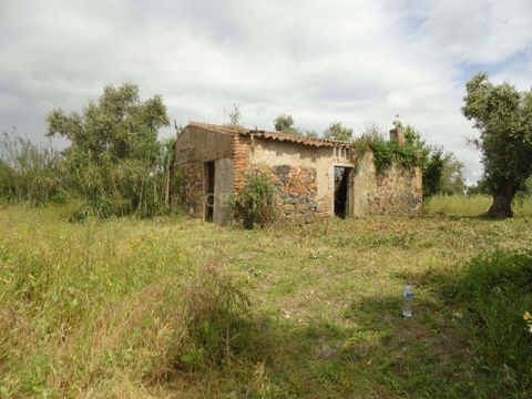 Monte com Olival Tradicional produtivo. Com Poço, Tanque e Casa para Recuperar , Freguesia de Beringel, Beja. A escaços 3 minutos da estrada Nacional Beja-Ferreira do Alentejo, com ótimos acessos, encontra este magnífico Monte com 50 oliveiras limpas...