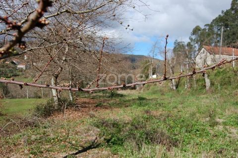 Property ID: ZMPT504648 Land in Godinhaços, Vila Verde with the following details: -Cultivation trees, with fruit trees, cherry chestnut trees, walnut trees, - Well with water, - You're up against the road. ___________________________________________...