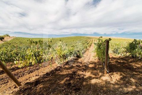 Monte with Vine in Production located in Vila de Frades. This estate has 34,924 ha and is made up of 2 urban items and 4 rustic items. There are currently around 16.5ha of vineyards in production of the Alicante Bouschet, Antão Vaz, Syrah, Touriga Na...