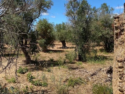 Junceira était une paroisse de la municipalité de Tomar, éteinte en 2013 et intégrée à la paroisse de Serra e Junceira. Ce terrain est situé à environ 20 km de la ville historique de Tomar, ancien siège de l’ordre des Templiers. Tomar est une ville h...