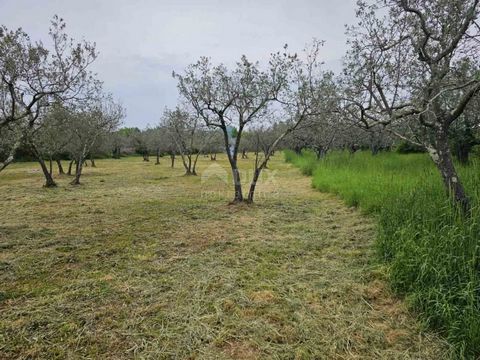 Location: Istarska županija, Fažana, Fažana. MASLINIK steht in Fažana mit einem istrischen Kažun von 3.170 m2 zum Verkauf Maslinik liegt an der asphaltierten Straße, nur 2 km von den schönen und wilden Stränden in Fažana entfernt. Auf dem Grundstück ...