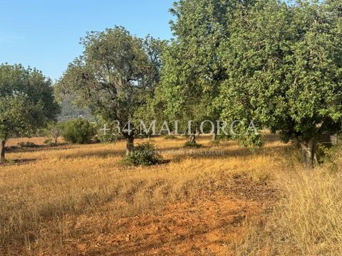 FINCA RÚSTICA DE 7216 m2 en LLUCMAJOR. Esté terreno se encuentra cerca de INSTITUTO de LLUCMAJOR en CAMI DE´S COIX CARRO parcela 491. Terreno muy bonito plano y lleno de algarrobos. Perfecto para caballos o ovejas. Vistas a montaña y acceso muy fácil...