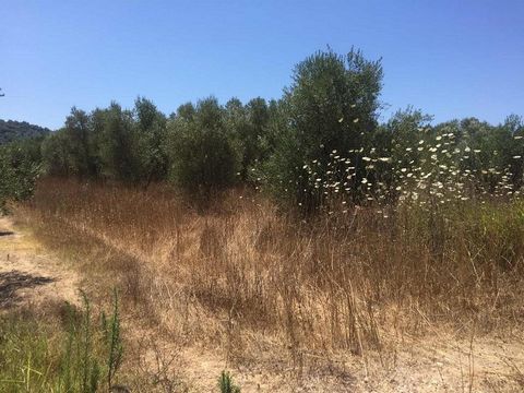 Peloponnese, Pirgos, Salmoni. For sale a plot of land 6.030 sq.m.  The property located about 2.5 km from the settlement of Salmonis, about 6.5 km from Ancient Olympia and about 10km from Spiantza beach. Kaiafas lake is 20 km from the property. There...