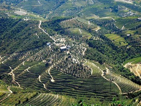 La ferme se distingue sur les vignobles qui encadrent Castanheiro do sul.Ceci inséré au cur de la plus ancienne région délimitée du monde, où la combinaison exceptionnelle du sol, du climat et de l'effort humain, permet la création de saveurs de vin ...