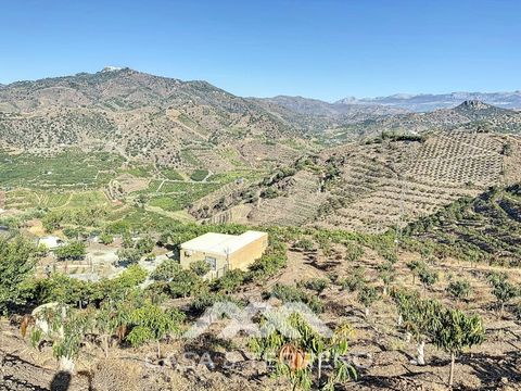 Unique Opportunity! Productive Finca for Sale near Benamargosa. Do you dream of owning your own Finca? This is your chance! This Finca features 900 mango trees, with 650 already in full production and the remaining set to produce in two years. Additi...