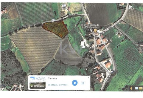 Rustiek land te koop met 2560m2. Haalbaarheid van het openen van een put. Het heeft fruitbomen en een goede toegang. 100m van de weg. In de buurt van de stad Gavinheira - Alenquer. Neem contact met mij op en plan een bezichtiging in. José Silva 91876...