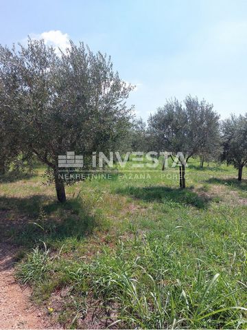 An olive grove of 2000 m2 is for sale in a beautiful position with a view of the sea. The olive grove has approximately 60 olive trees, water and electricity are located at the edge of the land. The distance to the center of Poreč is 5 km.   A proper...